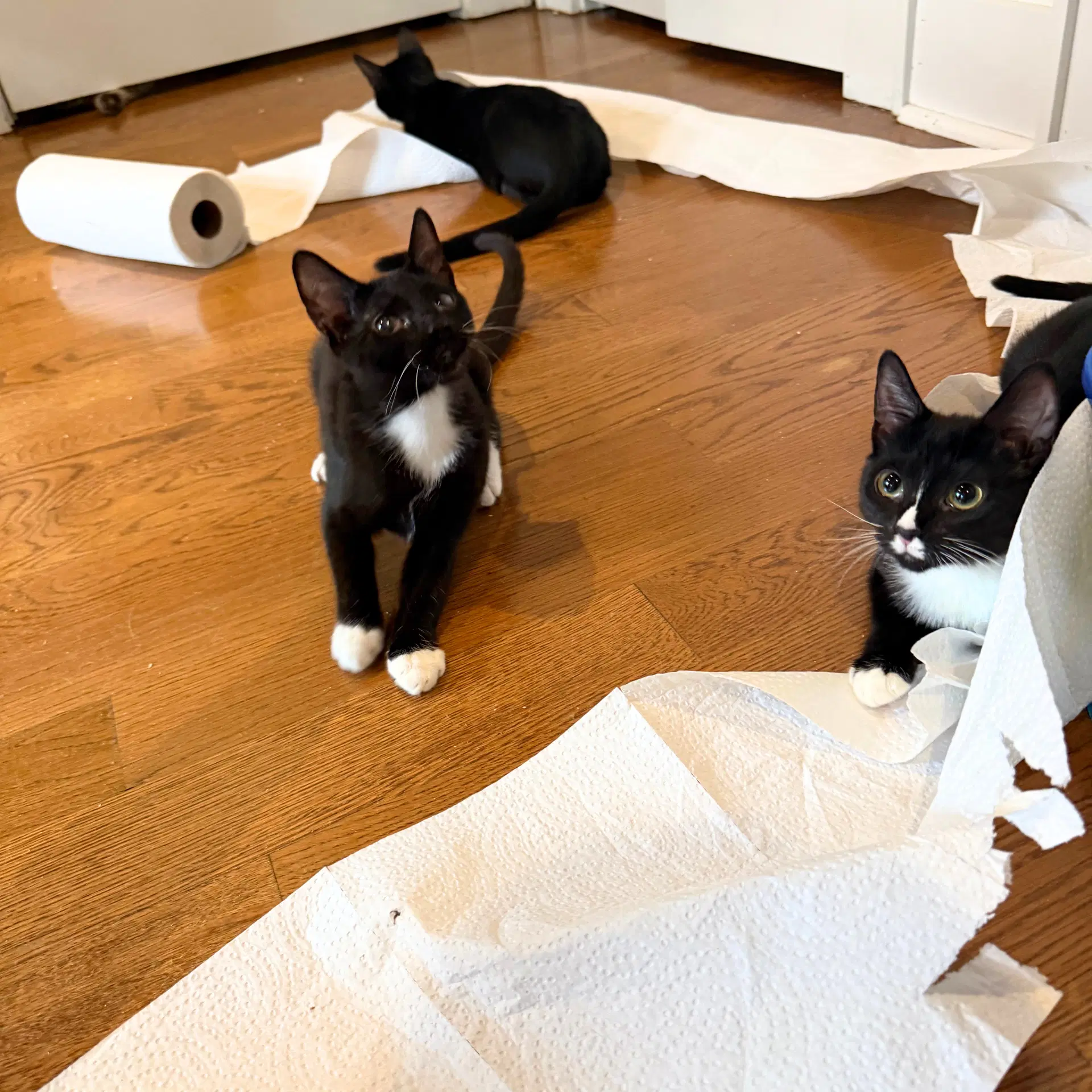 Shenanigan  The Mischief Litter image 3