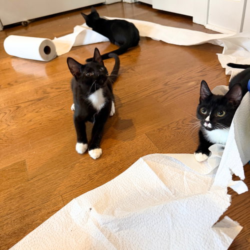 Shenanigan & The Mischief Litter photo 3