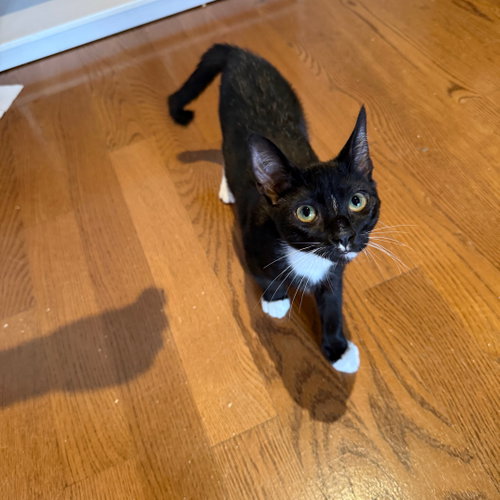 Shenanigan & The Mischief Litter photo 5