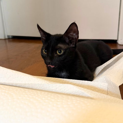 Shenanigan & The Mischief Litter photo 6