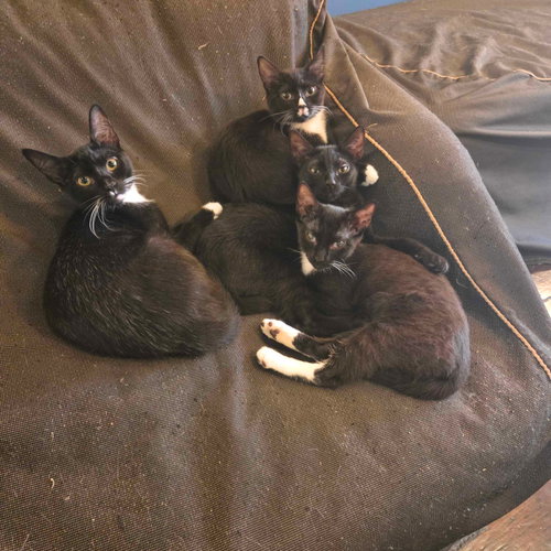 Shenanigan & The Mischief Litter photo 2