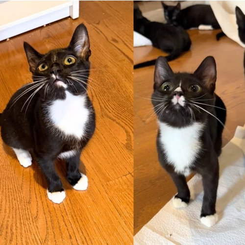Mischief & Shenanigan, a cat for adoption from Brooklyn Bridge Animal Welfare Coalition, Inc.