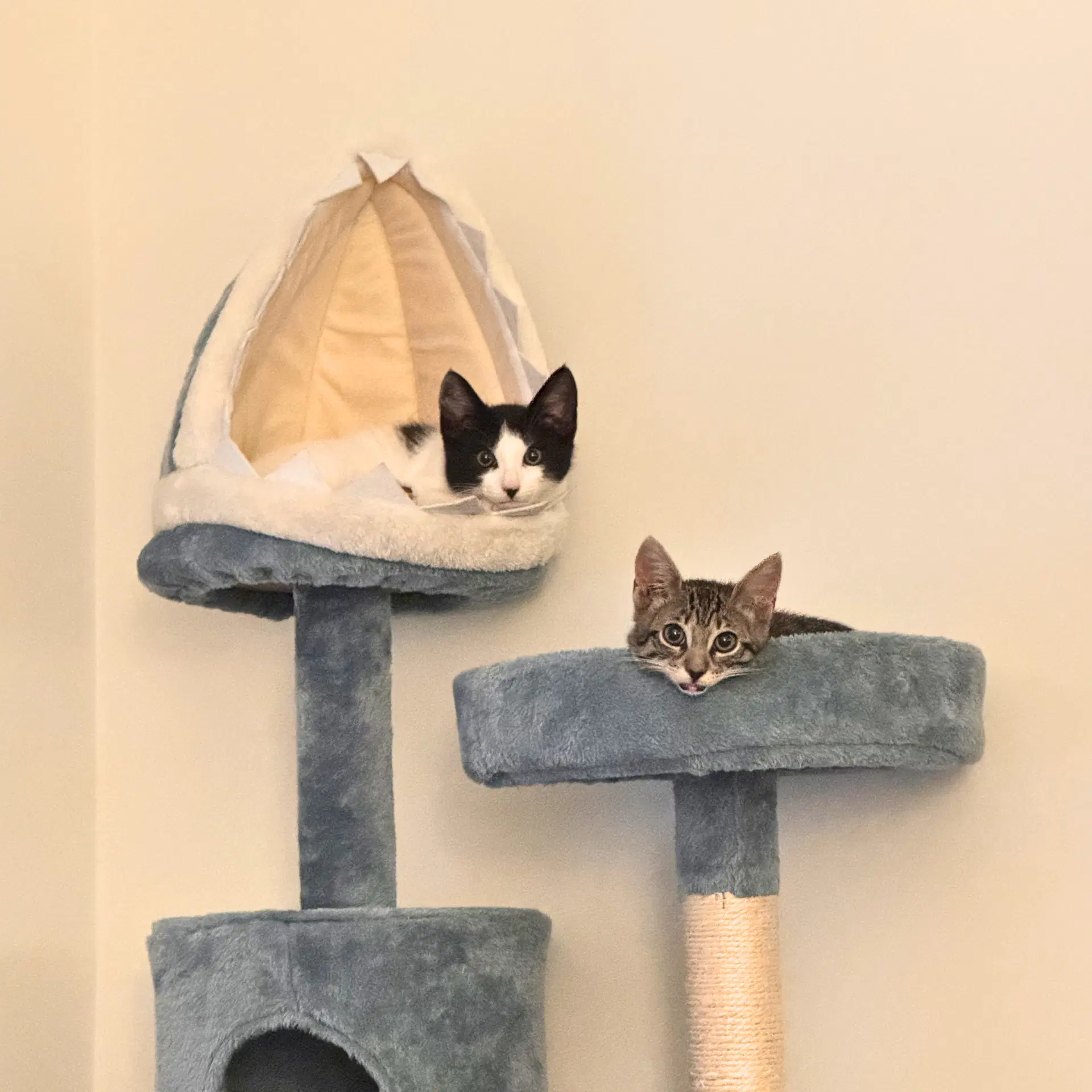 Oil  Hi Gloss - Domestic Short Hair