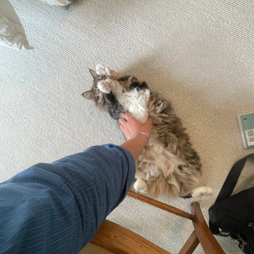 Kitty photo 2