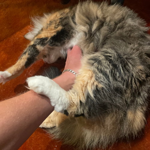 Kitty photo 3