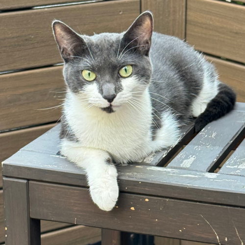 Estrella, a cat for adoption from Brooklyn Bridge Animal Welfare Coalition, Inc.