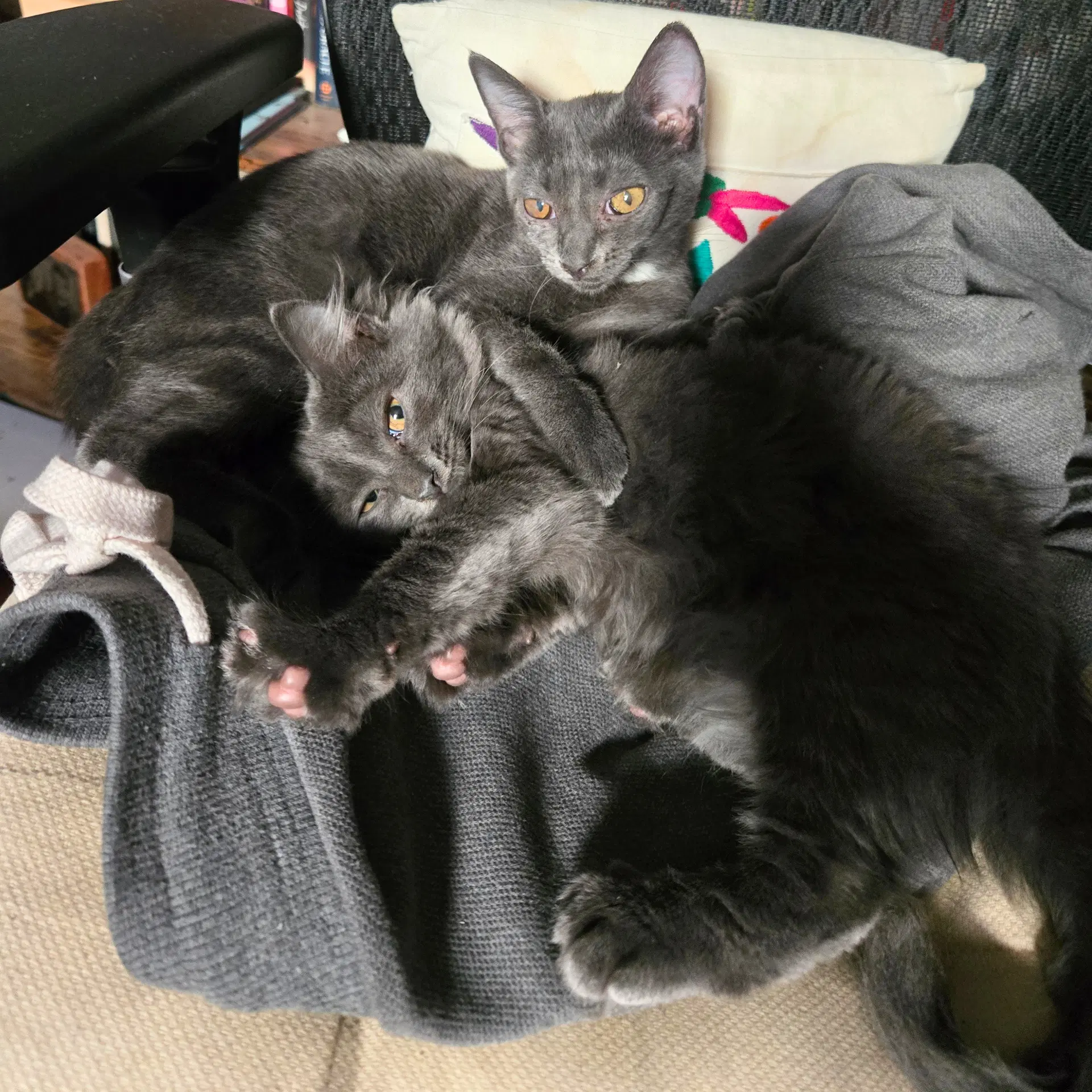 Id Ego  Superego - Domestic Short Hair