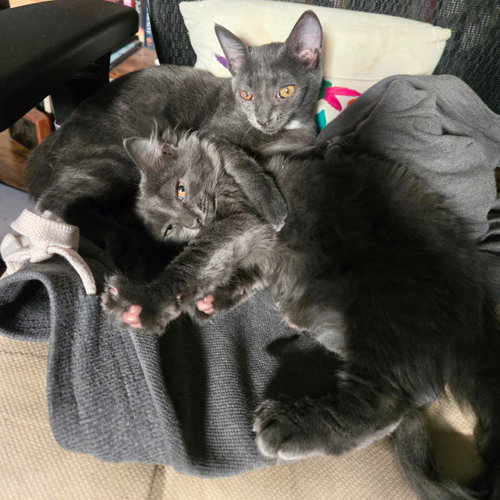 Id, Ego, & Superego, a cat for adoption from Brooklyn Bridge Animal Welfare Coalition, Inc.