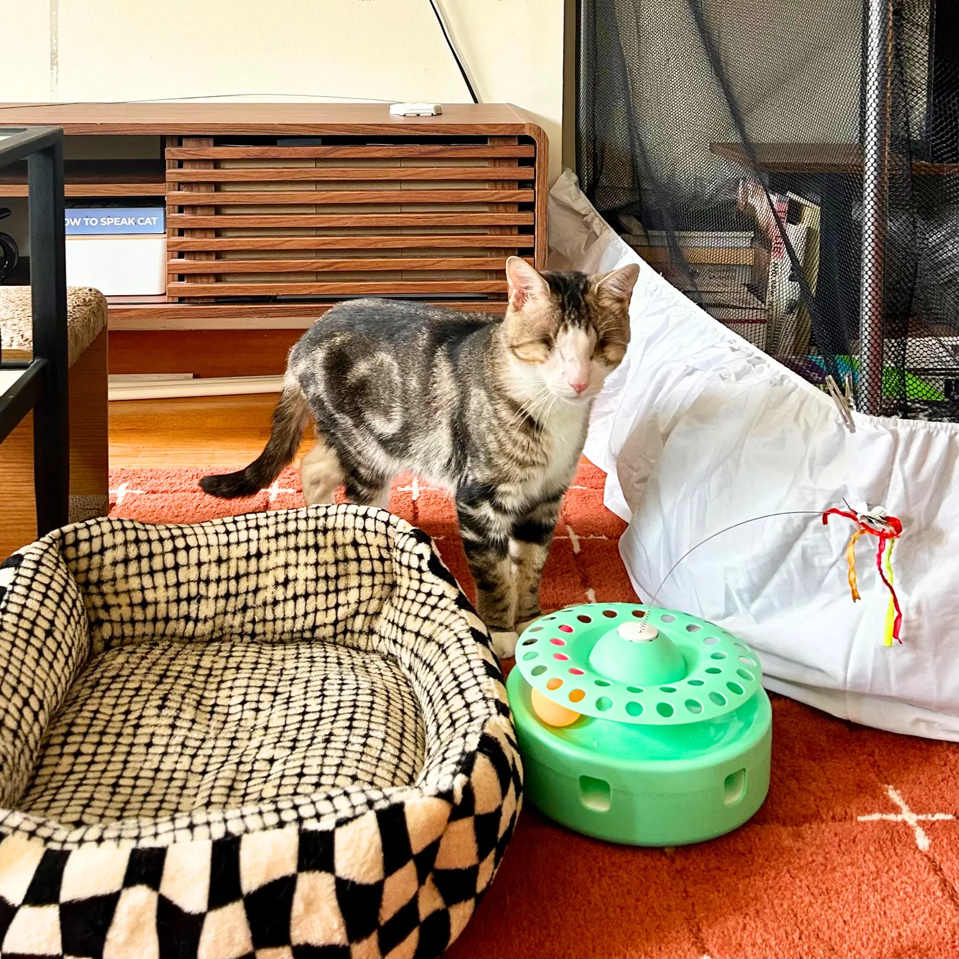 Benito Vinnie - Domestic Short Hair