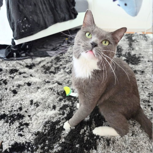 Romeo, a cat for adoption from Brooklyn Bridge Animal Welfare Coalition, Inc.