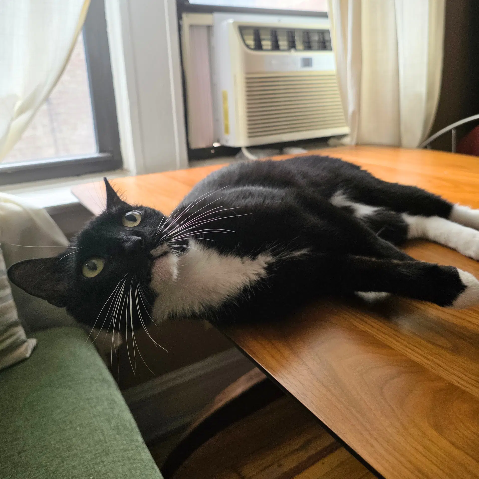 Converse - Domestic Short Hair