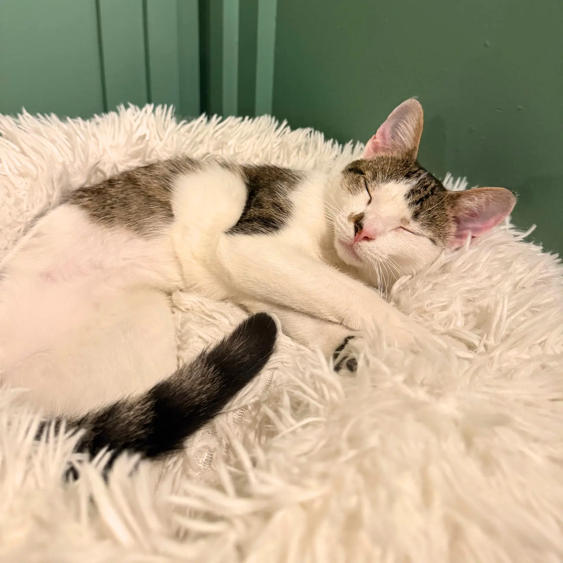Tzatziki - Domestic Short Hair