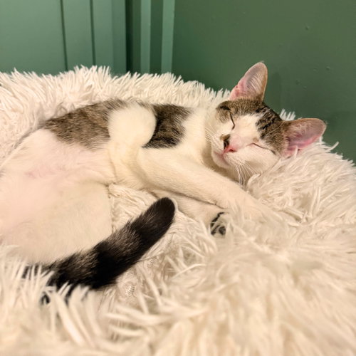 Tzatziki, a cat for adoption from Brooklyn Bridge Animal Welfare Coalition, Inc.