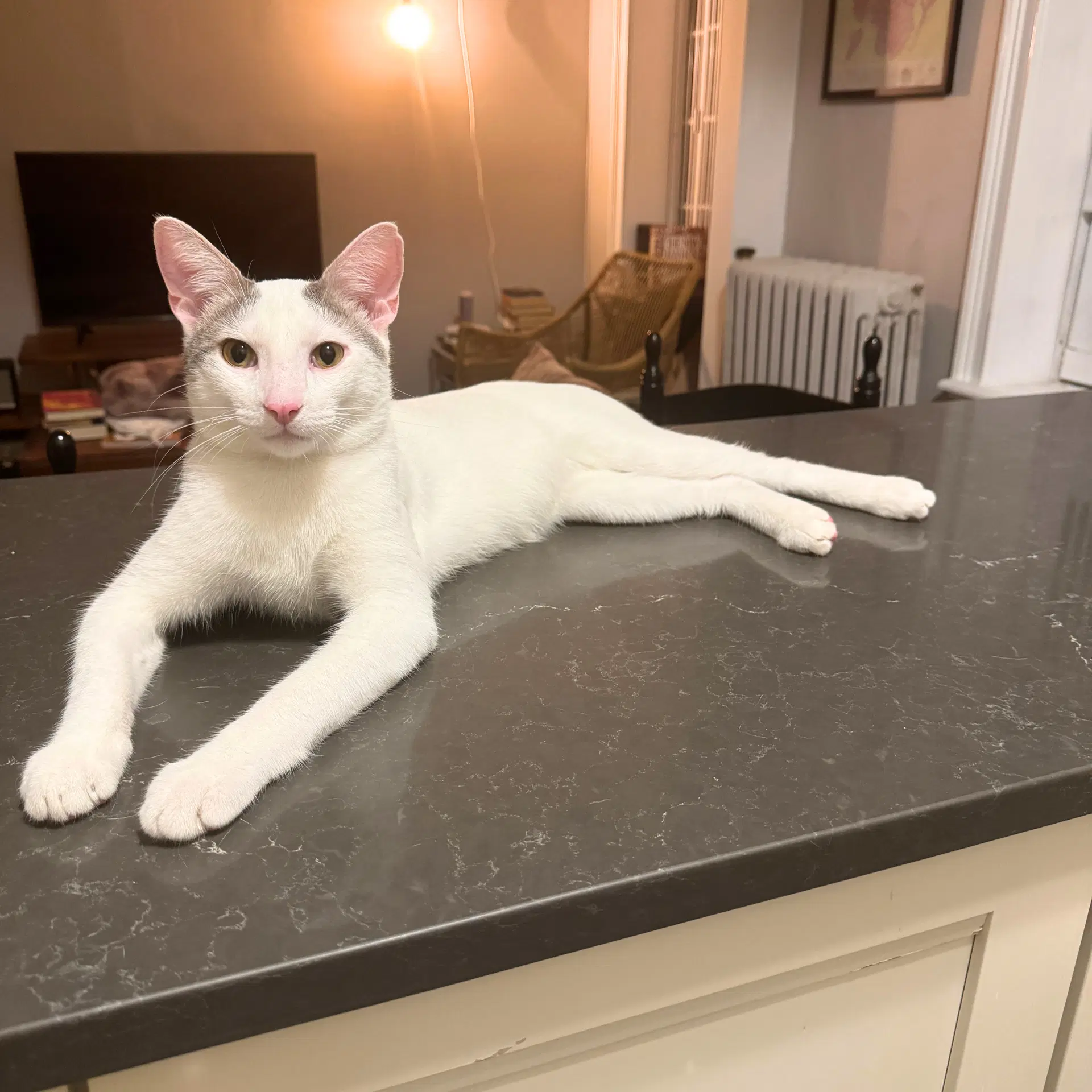 Erling Haaland - Domestic Short Hair