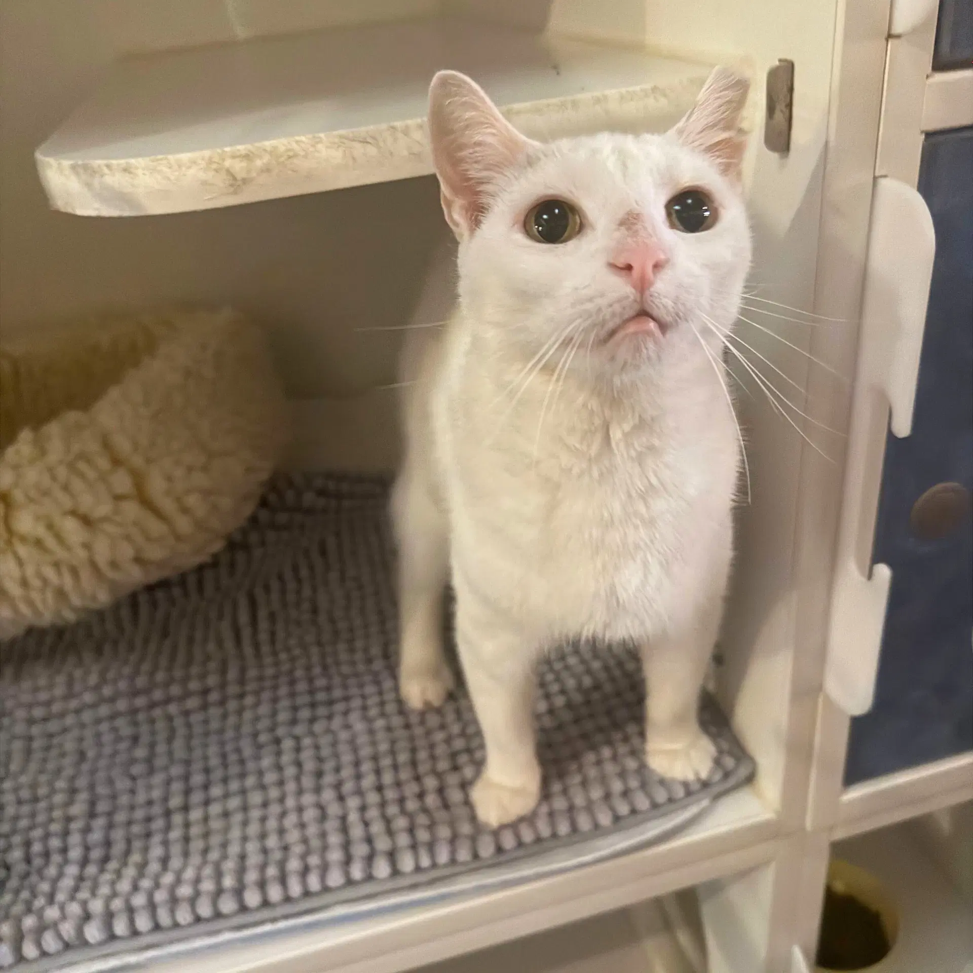 Elsa - Domestic Short Hair