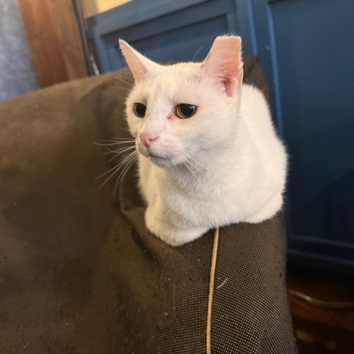 picture of the cat needing adoption