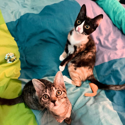 picture of the cat needing adoption