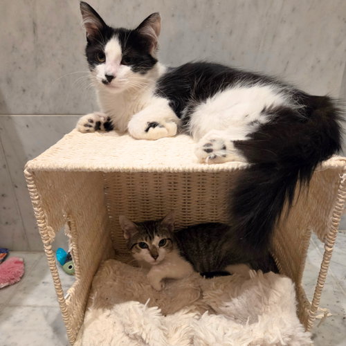 Quarter & Elbow, a cat for adoption from Brooklyn Bridge Animal Welfare Coalition, Inc.