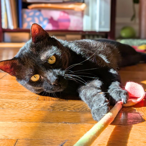 Sprite, a cat for adoption from Brooklyn Bridge Animal Welfare Coalition, Inc.