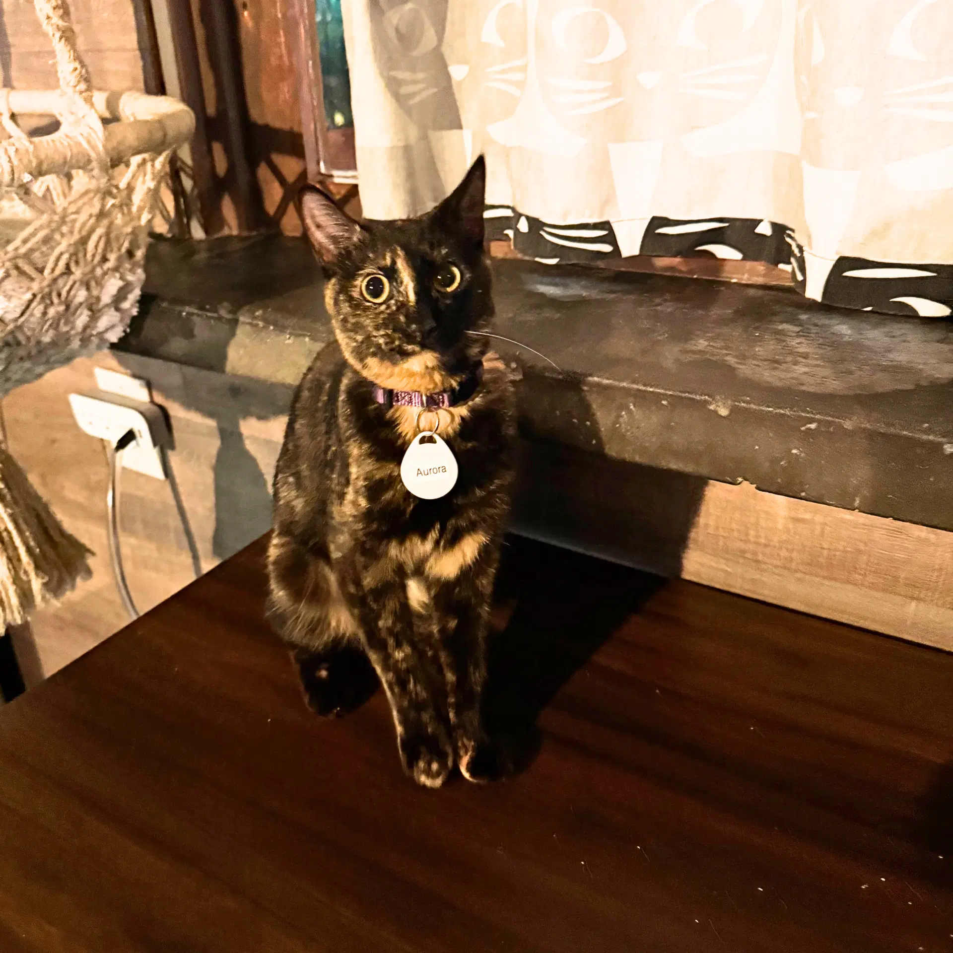 Aurora - Domestic Short Hair