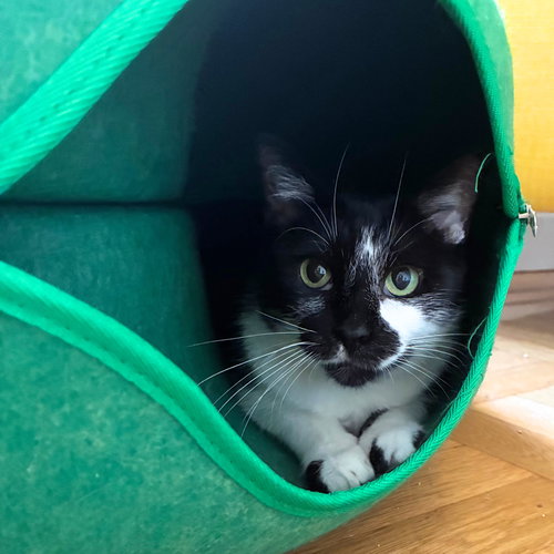 Noni, a cat for adoption from Brooklyn Bridge Animal Welfare Coalition, Inc.