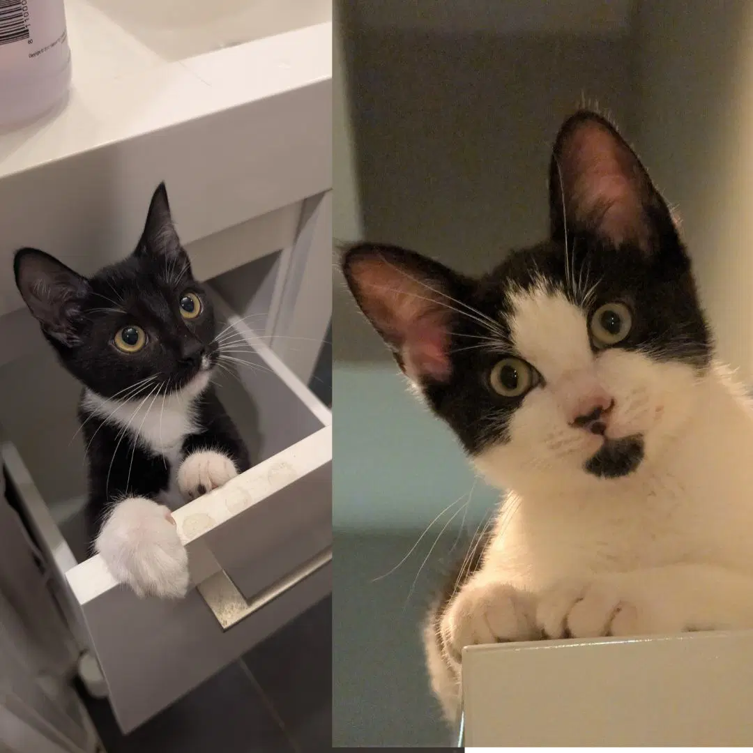 Fried Oreo  Noguchi - Domestic Short Hair