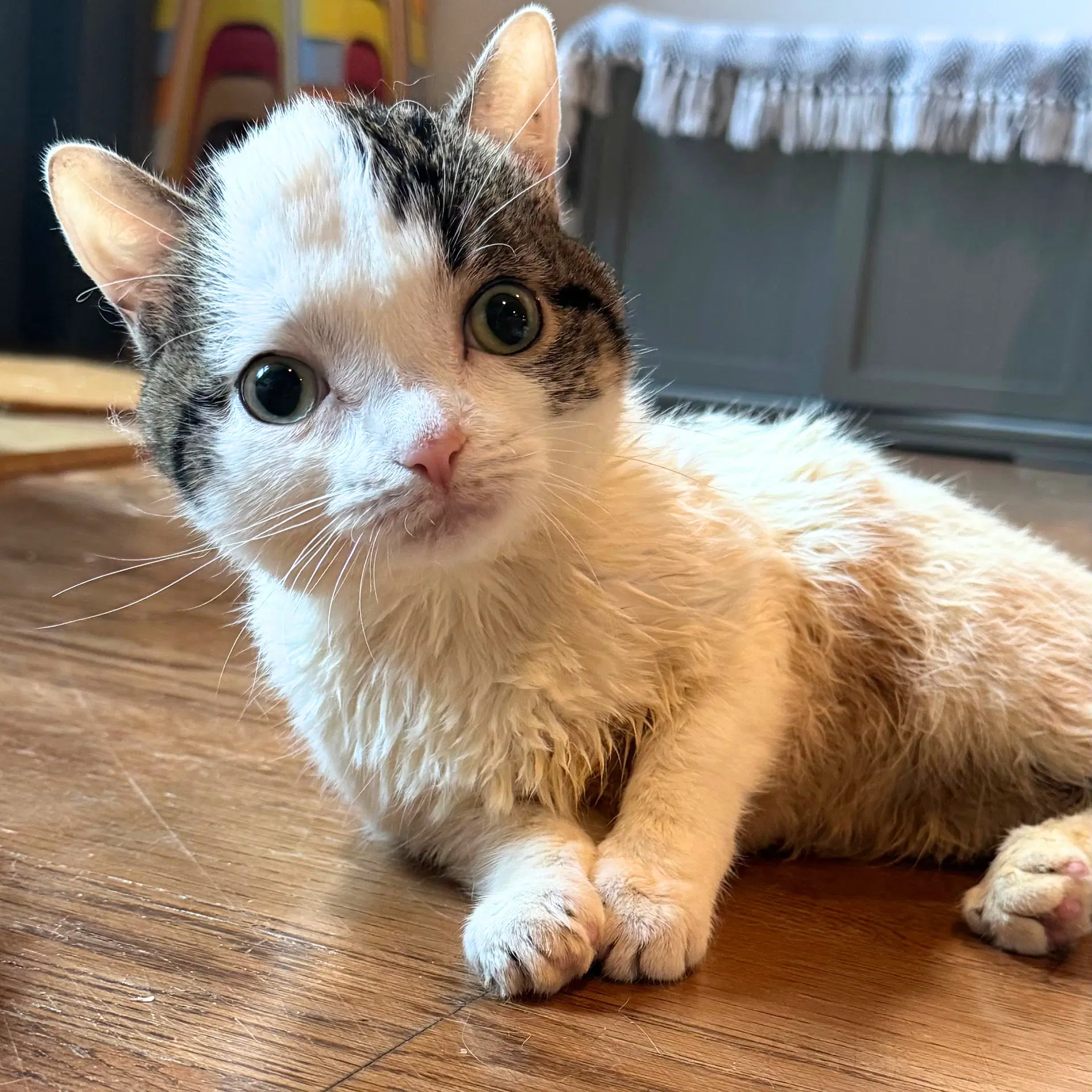 Clam - Domestic Short Hair