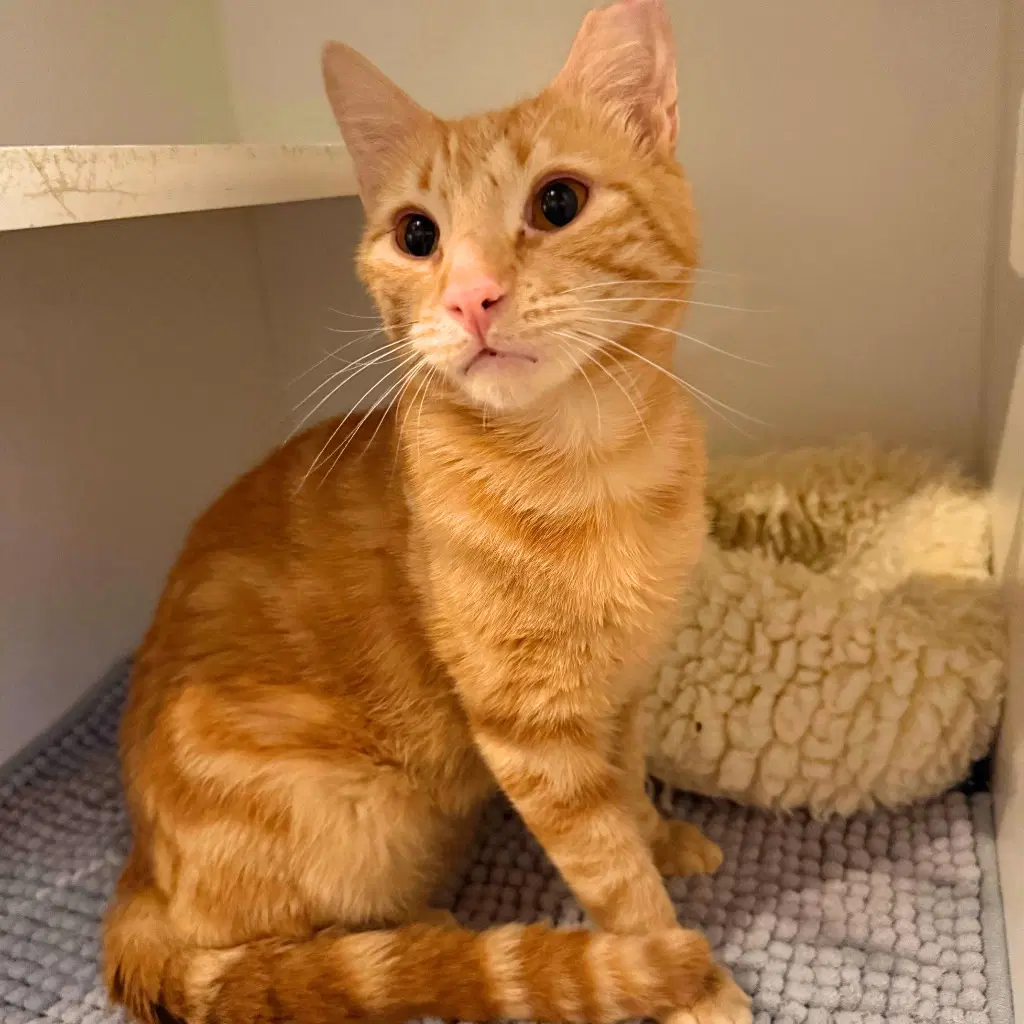 Orange Fireworks - Domestic Short Hair