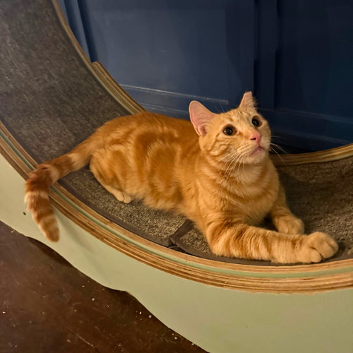 Orange Fireworks, a cat for adoption from Brooklyn Bridge Animal Welfare Coalition, Inc.