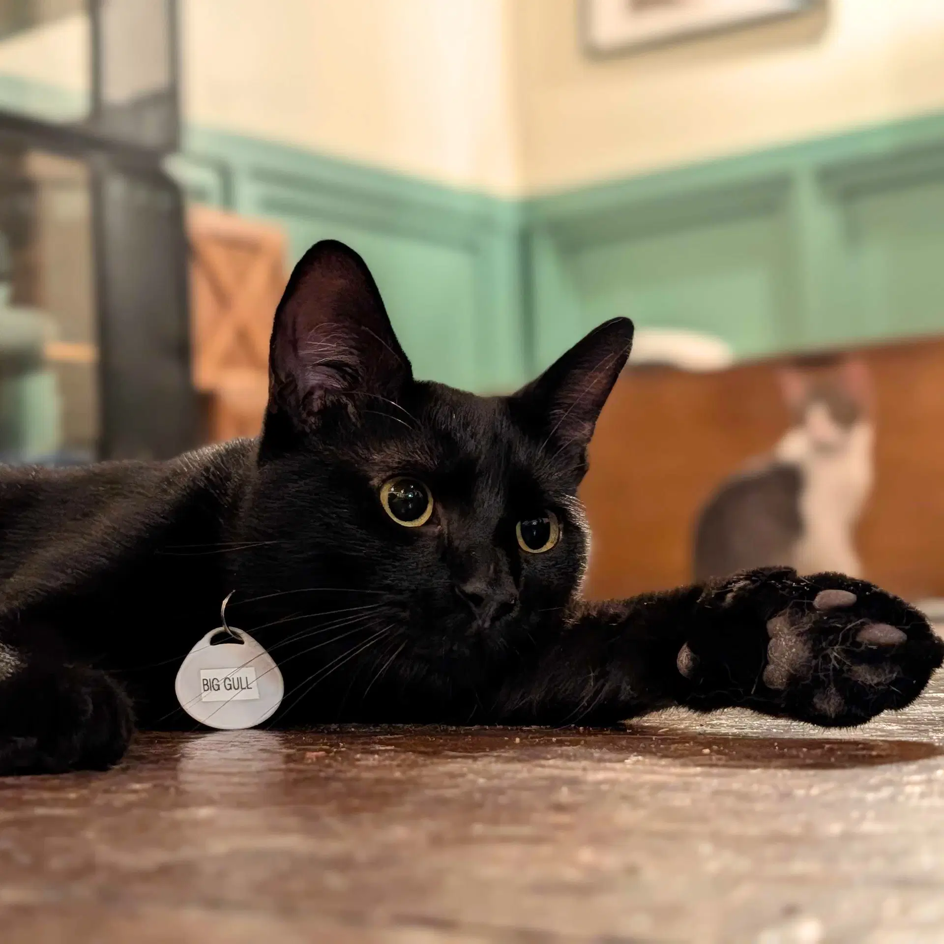 Big Gull - Domestic Short Hair
