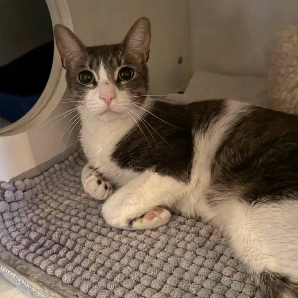 Felipe - Domestic Short Hair