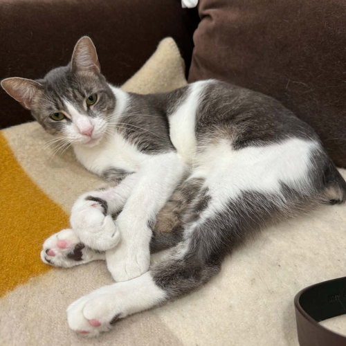 Felipe, a cat for adoption from Brooklyn Bridge Animal Welfare Coalition, Inc.