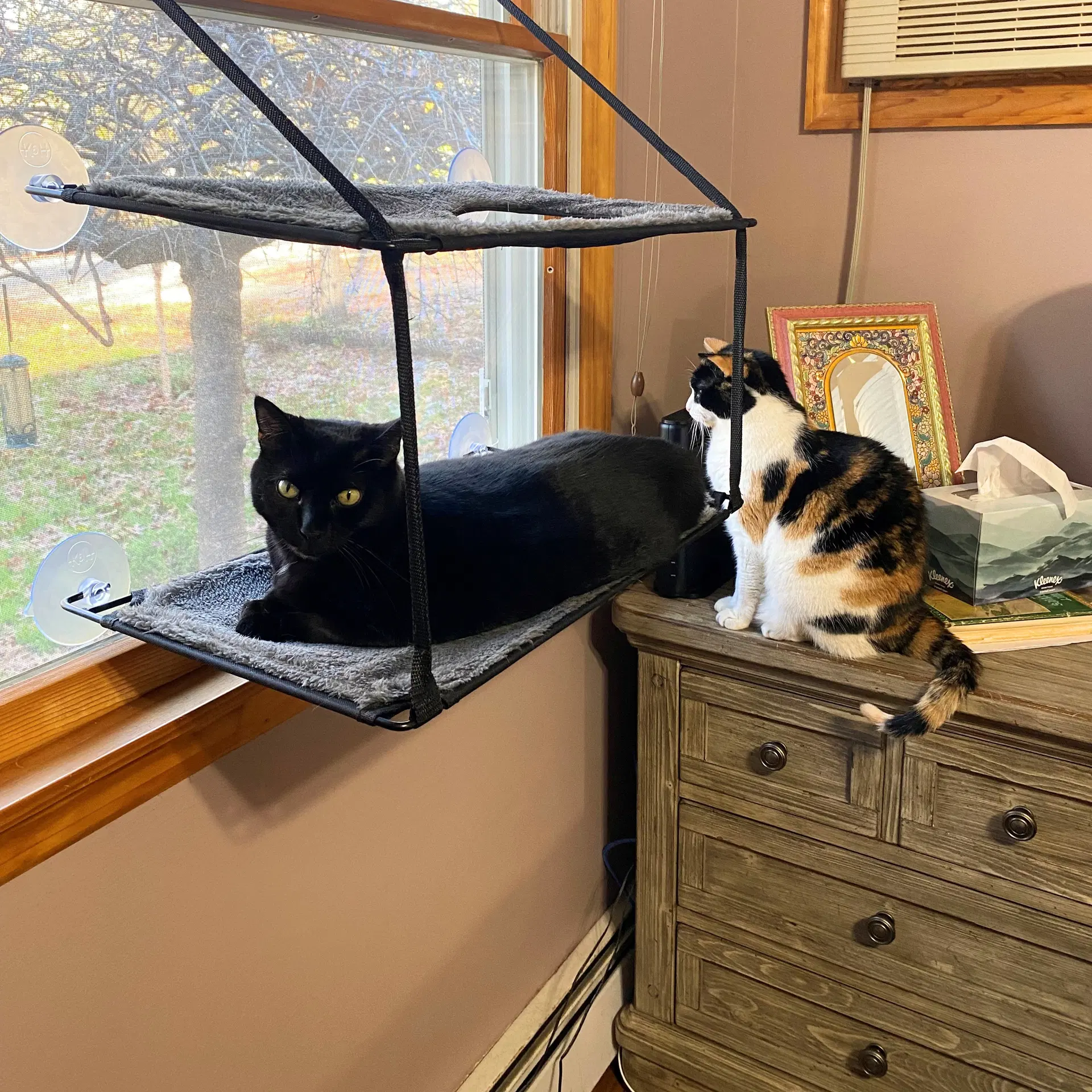 Boo  Scout - Domestic Short Hair