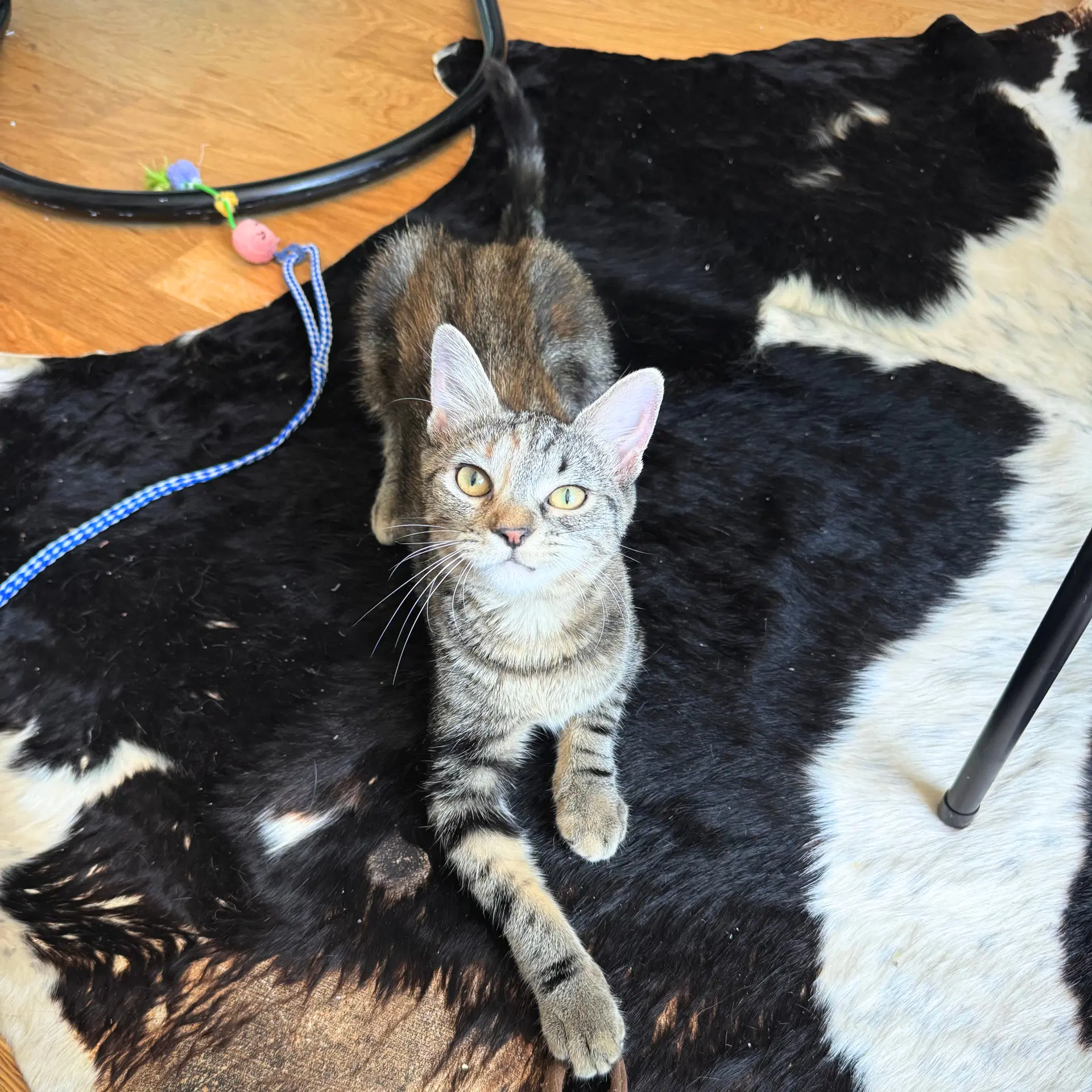 Hissy - Domestic Short Hair
