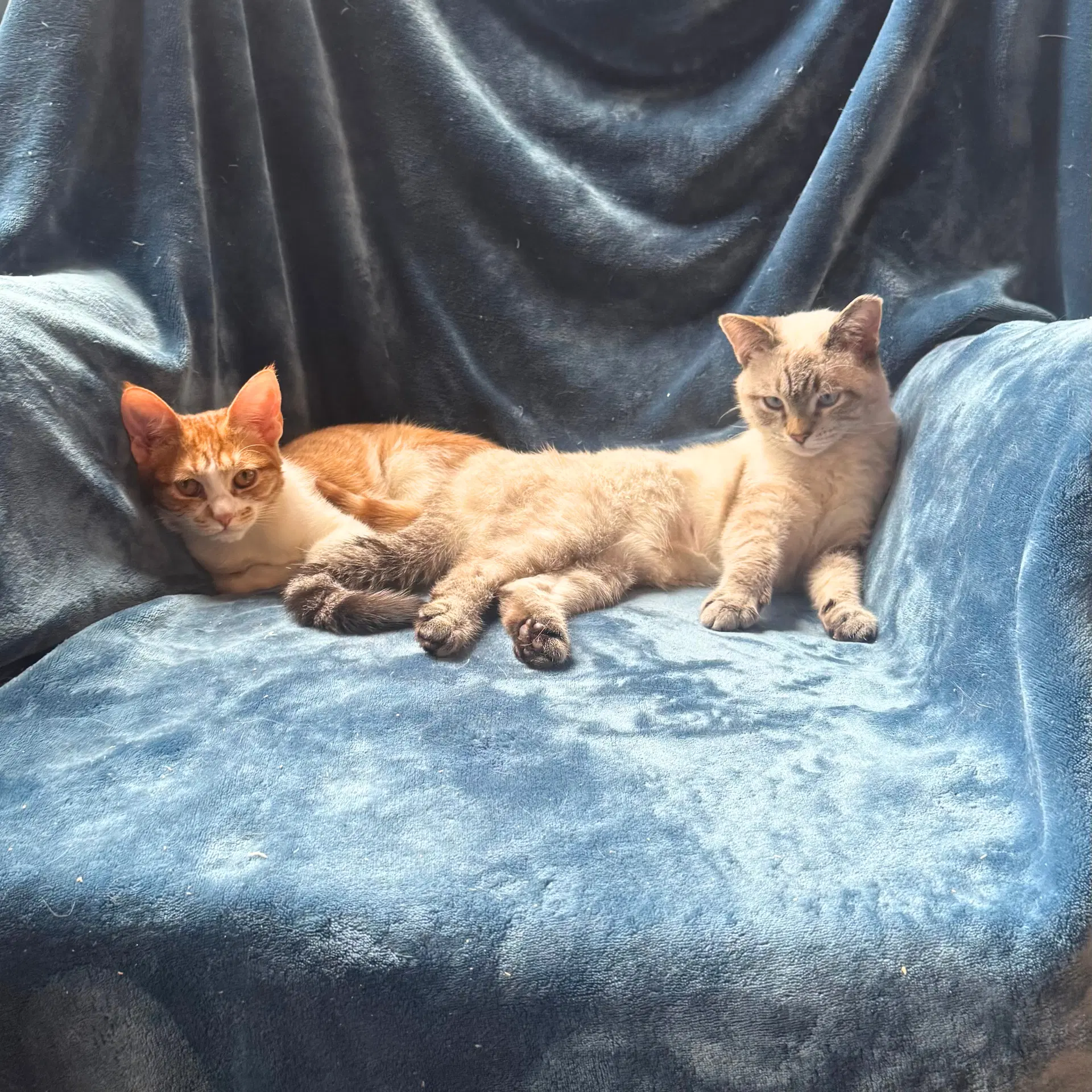 Low Temp  Pink Champagne - Domestic Short Hair