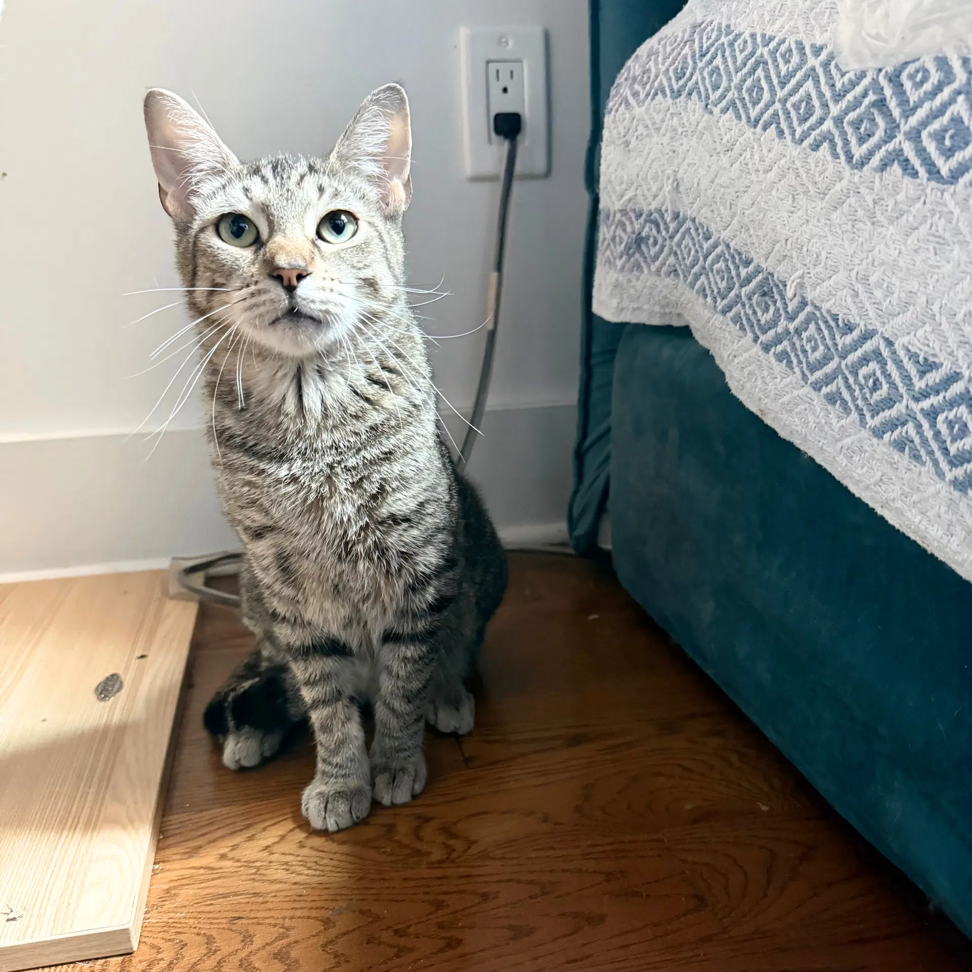 Daisy Jones - Domestic Short Hair