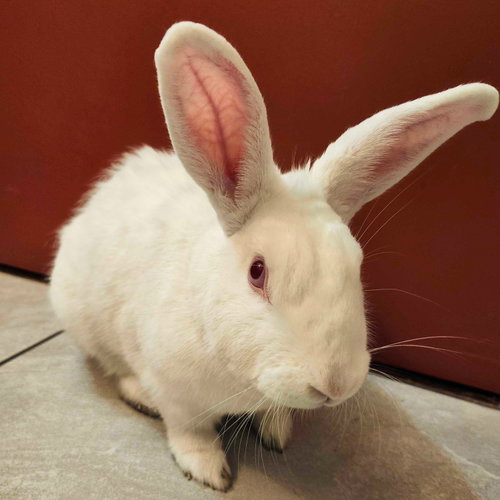 Eevee, a rabbit for adoption from Brooklyn Bridge Animal Welfare Coalition, Inc.