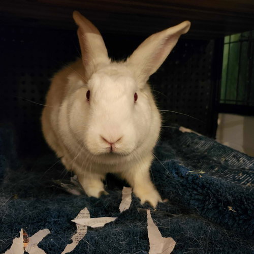Photo 2 of Eevee