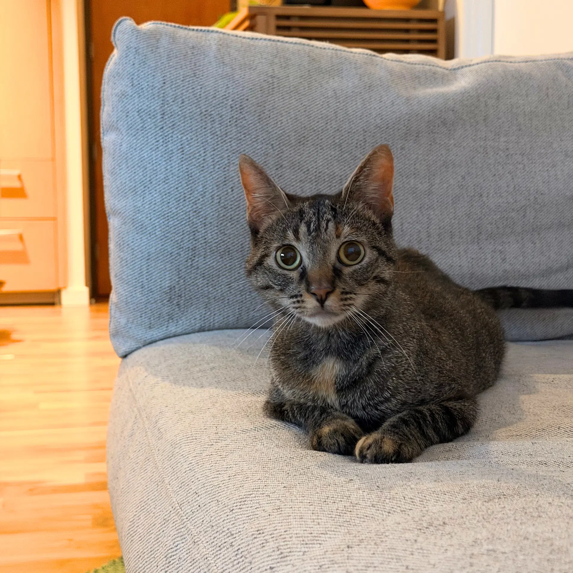 Poppi - Domestic Short Hair