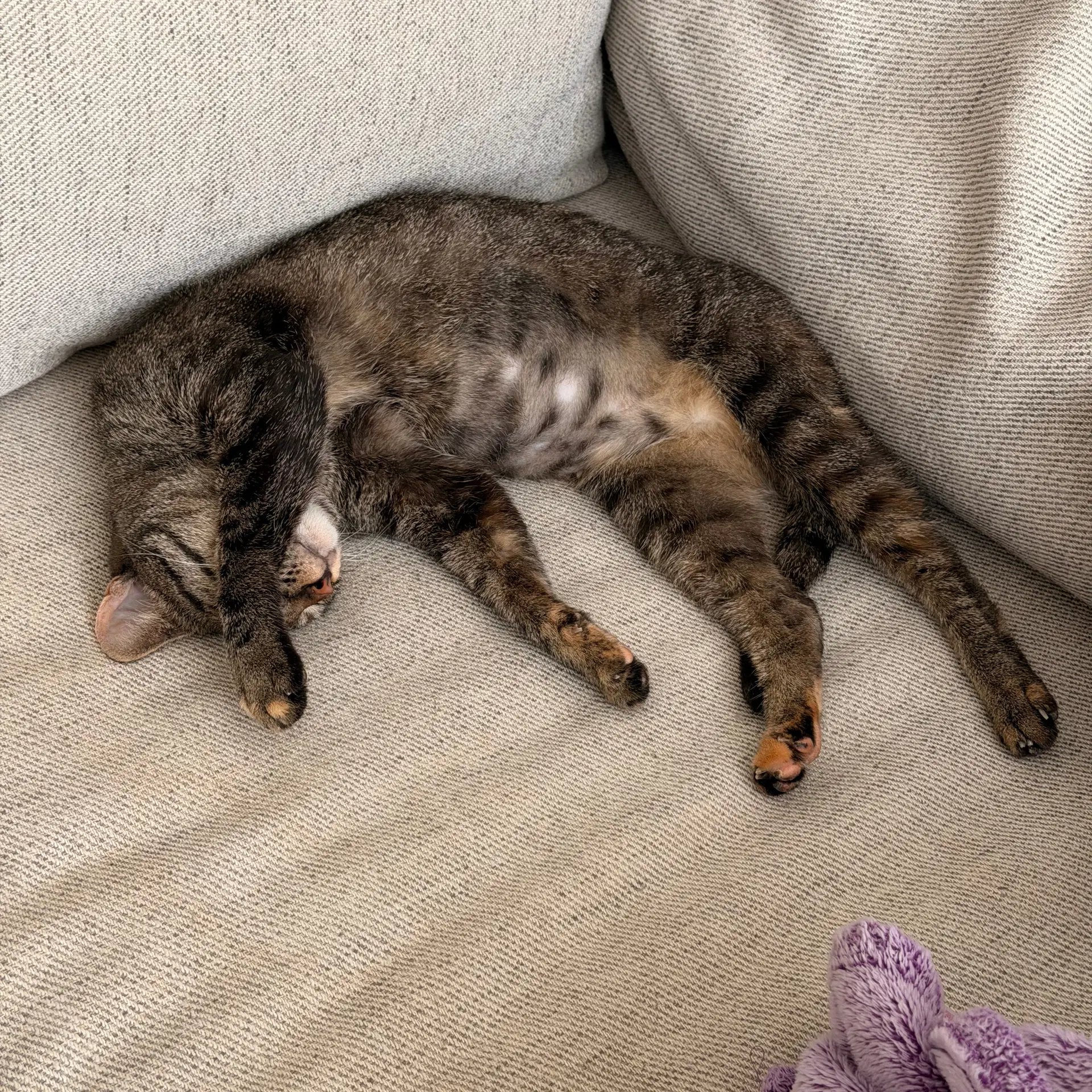 Poppi image 2
