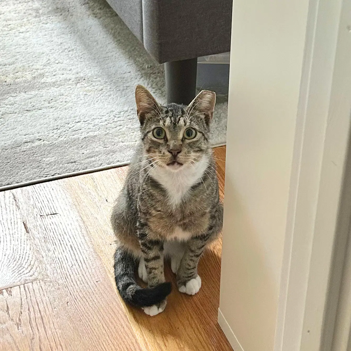 Limeade - Domestic Short Hair