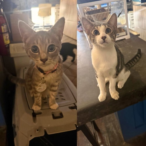 Large Fries & Small Fries, a cat for adoption from Brooklyn Bridge Animal Welfare Coalition, Inc.