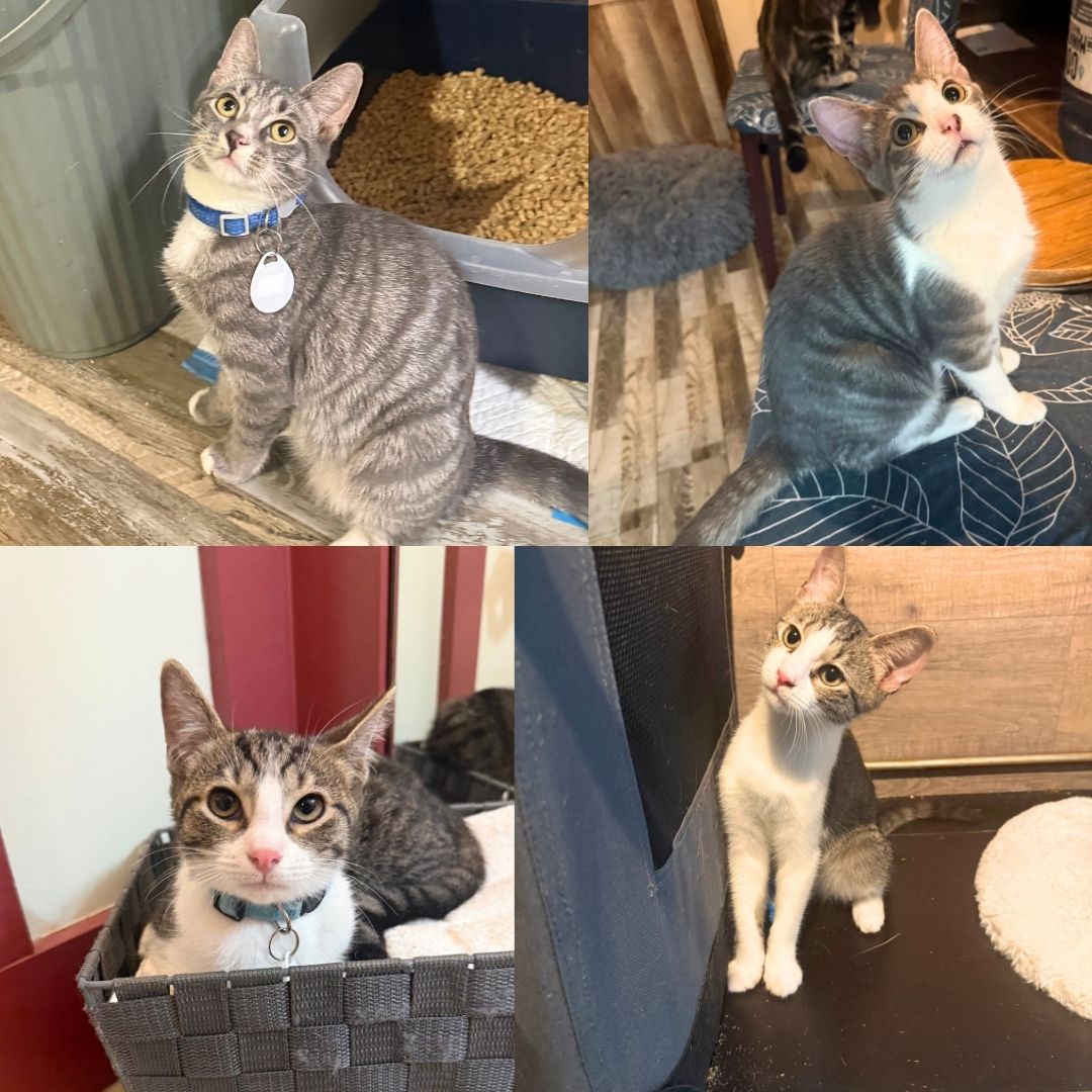 Appa  The Avatar Kittens