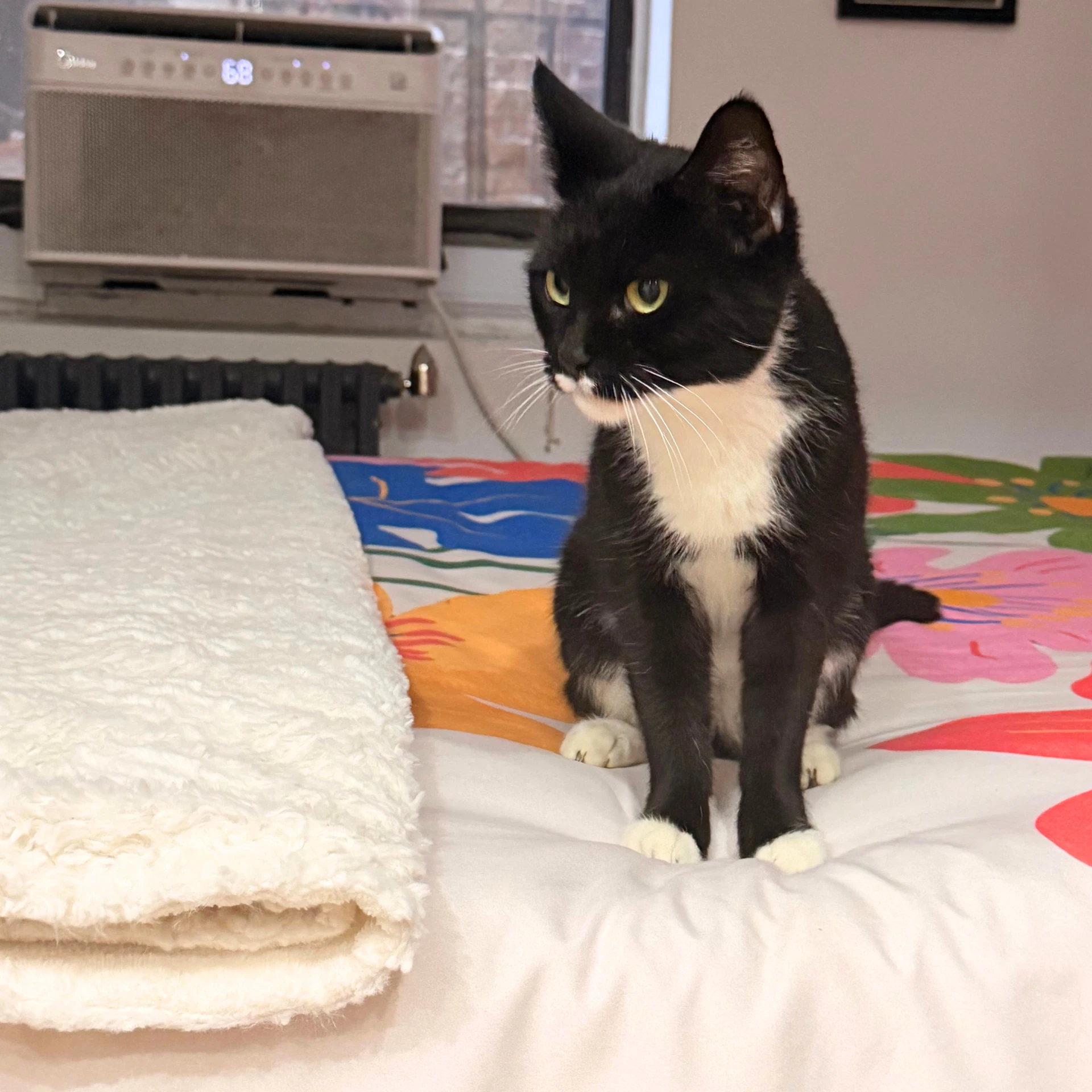 Marshmallow