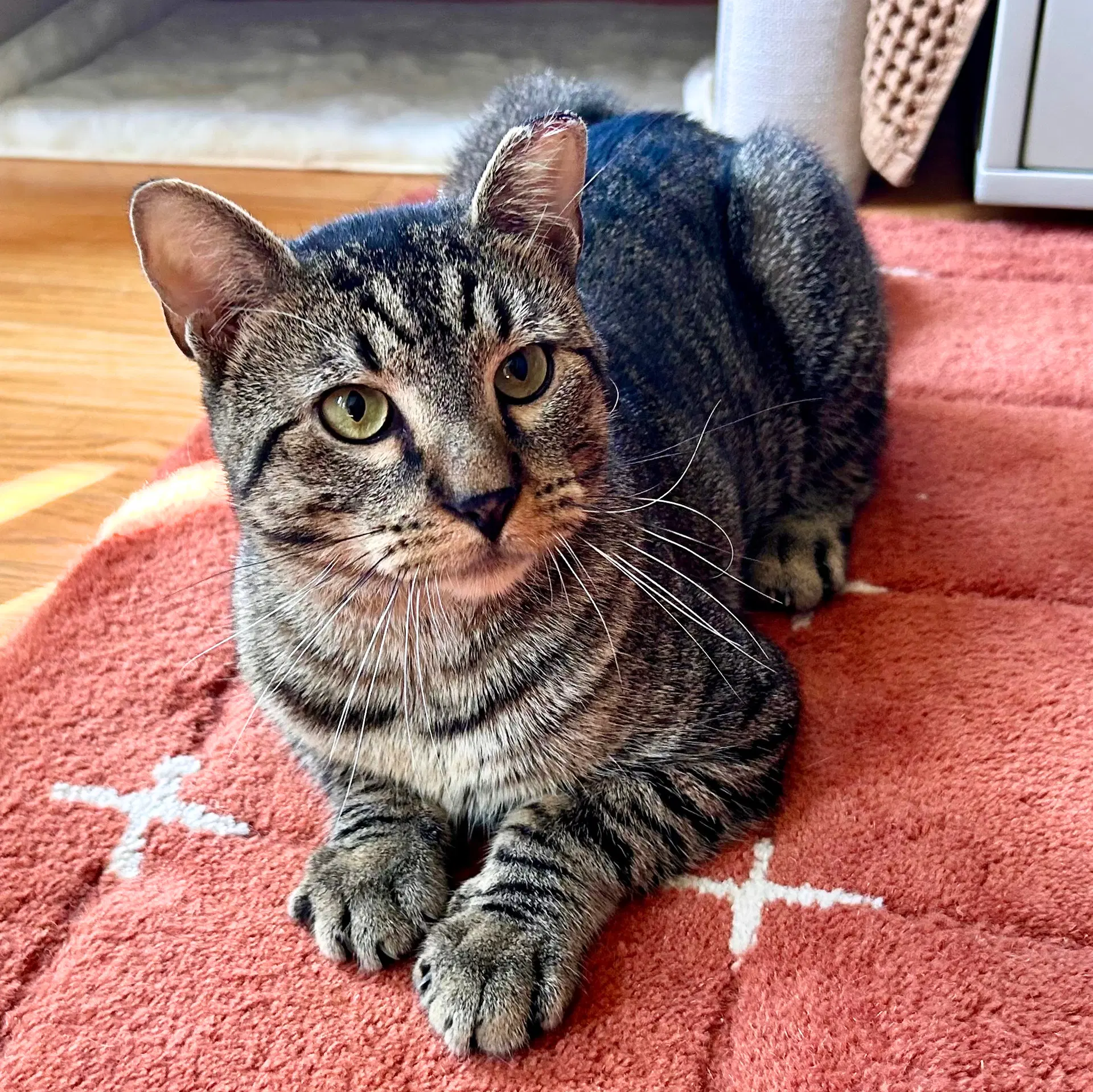 Puffin - Domestic Short Hair