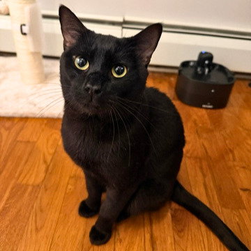 Fitz