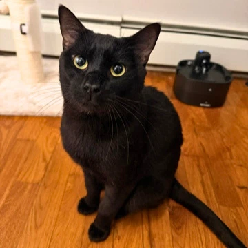 Fitz