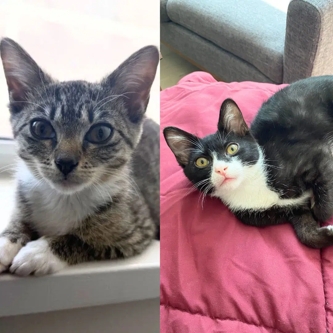 Namaste  Shanti - Domestic Short Hair