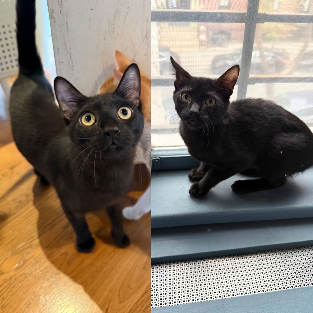 Pink  Orange