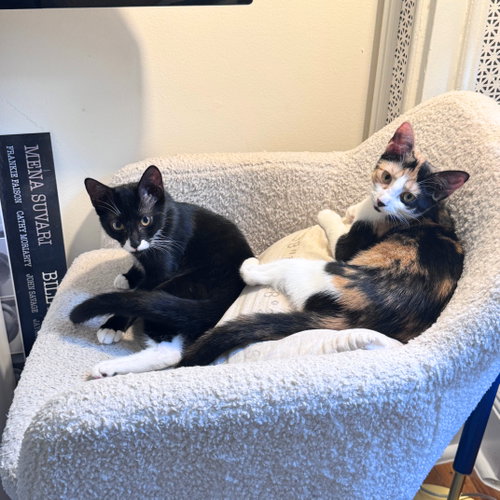 Ekaterina & Zhenya, Domestic Short Hair